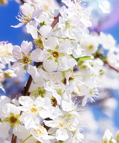 spring flower